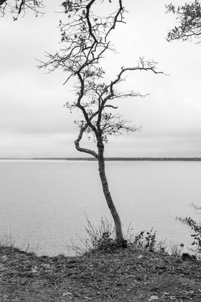 arbre noir et blanc au bord du lac - white black tree fog photos et images de collection