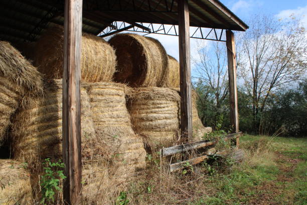 istock Bales of Hay 1452806009