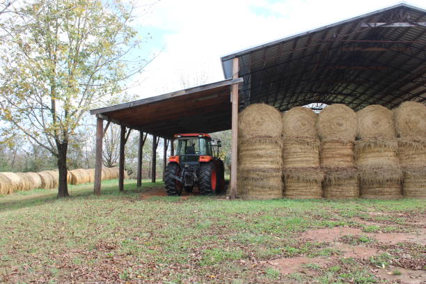 istock Bales of Hay 1452806063