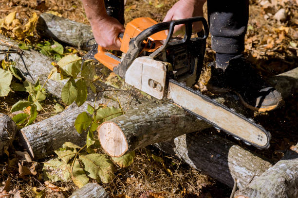 istock Following a violent hurricane storm, a municipal worker cuts broken uprooted tree in a park. 1452807677