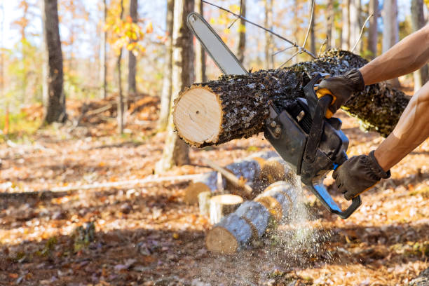 istock The man utility service cutting down the broken trunk of a tree with a chainsaw after a hurricane 1452807699