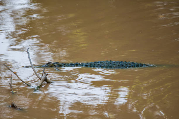 istock Siamese crocodile in nature 1452807853