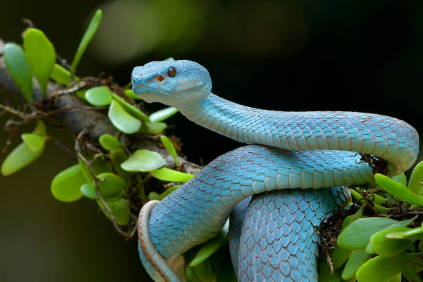 istock White-lipped island pit viper in dark background 1452808410