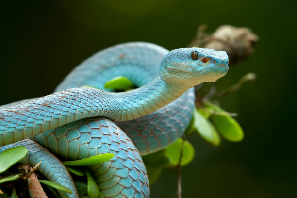 istock White-lipped island pit viper in dark background 1452808416