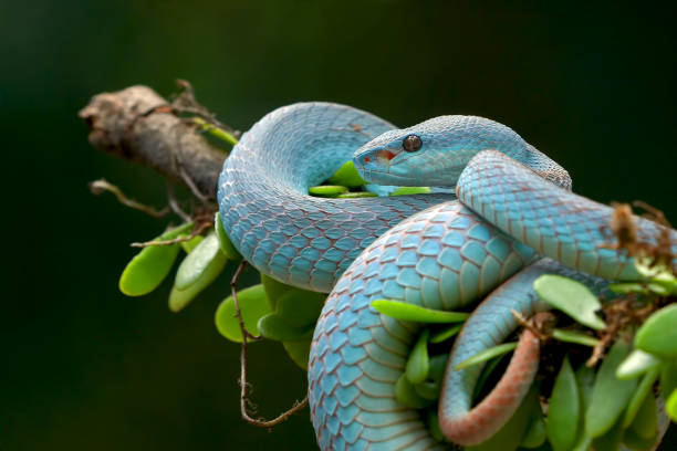 istock White-lipped island pit viper in dark background 1452808431