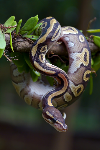 Ball Python Coiled Around A Tree Stock Photo Download Image Now