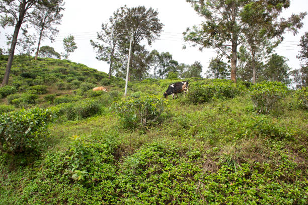 Tea plantation  before the harvest stock photo