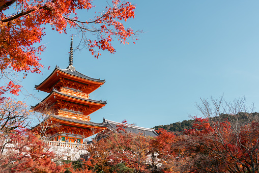 Kyoto, Japan - November 28, 2022 : Kiyomizu-dera Temple and autumn maple