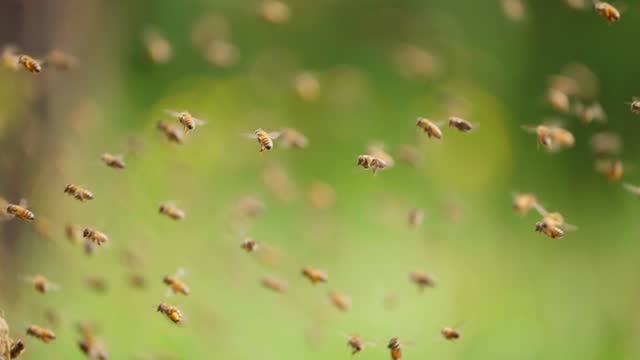 slow motion of big swarm of honey bees flying in spring field