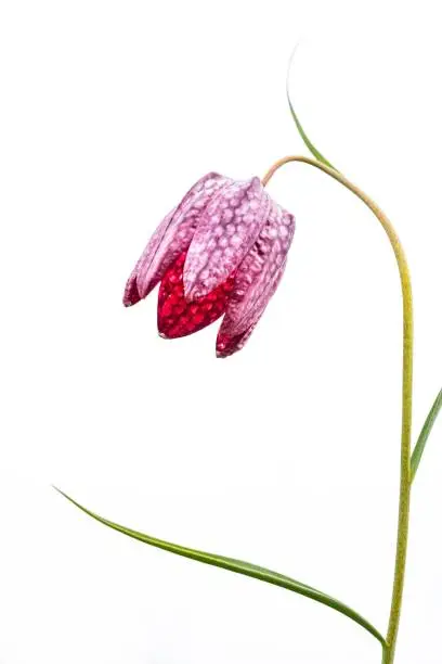 A vertical shot of a Snake's head flower isolated on a white background