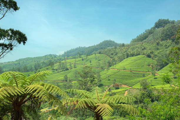 istock Tea plantation  before the harvest 1452809685