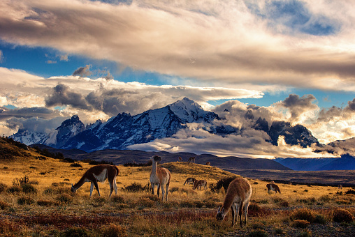Guanico's dine with the Torres Del Paine in the background