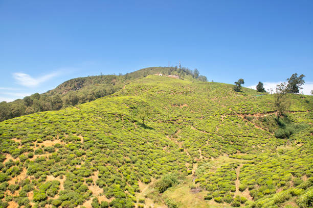 istock Tea plantation  before the harvest 1452809792