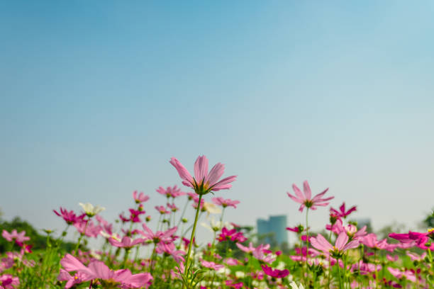 Pink cosmos flowers  in garden outdoor on sky background