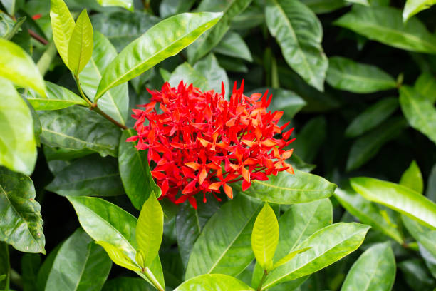 istock Ixora flower in the garden 1452811576