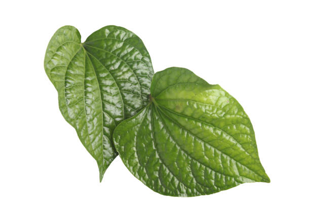 istock betel leaves on white background isolated image 1452811591
