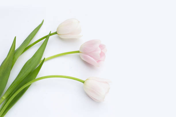 istock White pink tulips on white background. 1452811811