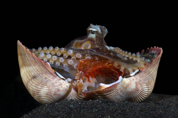 istock Smart sea animal 1452811961
