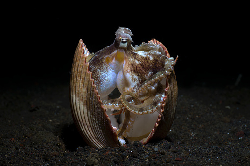 Coconut Octopus - Amphioctopus marginatus living in a shell. Underwater life of Tulamben, Bali, Indonesia.