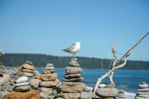 Seagull standing on stack small stones along  West Coast South Island beach and driftwood sticks,