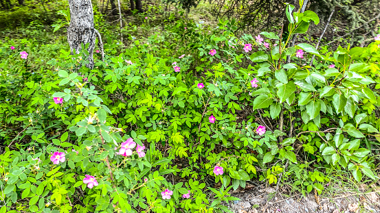 The beauty of Alaska is enhanced each Summer with the blooms from the wild roses. Their beauty is a welcoming sight after months of frigid temps.