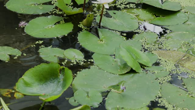 White lotus flowers in bloom with fresh green leaves floating above the pond
