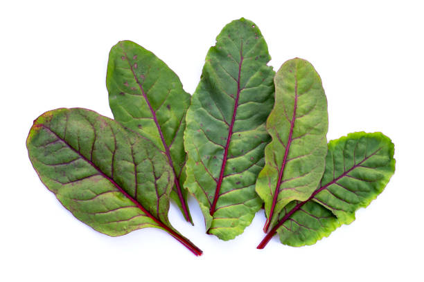 istock Swiss chard on white background. Baby leaf swiss chard 1452813728