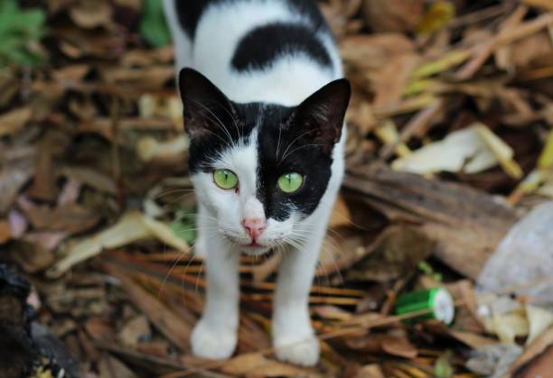 istock The sharp gaze of a cat. 1452815010