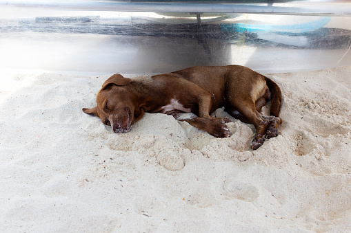 Brown dog sleeping on the beach.