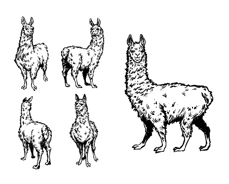 Black & white hand-drawn illustrations of llamas