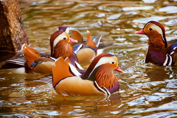 istock Lots of mandarin ducks. 1452818942