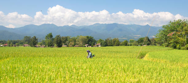 Golden and yellow  rice fields stock photo