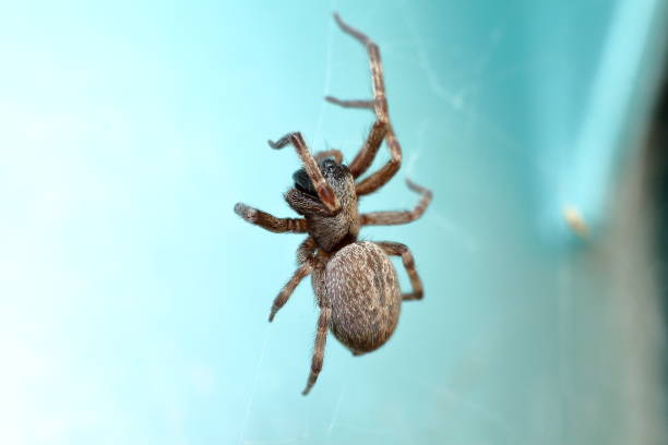 Common House Spider stock photo