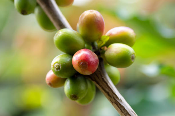 istock coffee plant with ripe coffee beans 1452822238