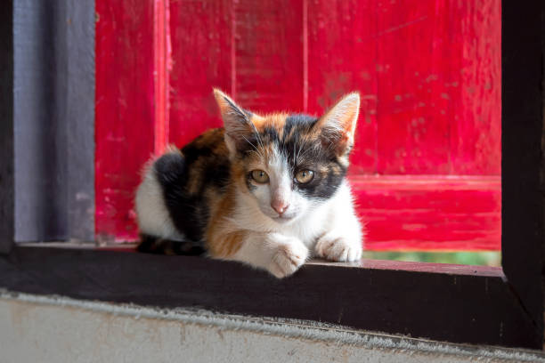 istock Cute tricolor thai cat on the red window. 1452822256