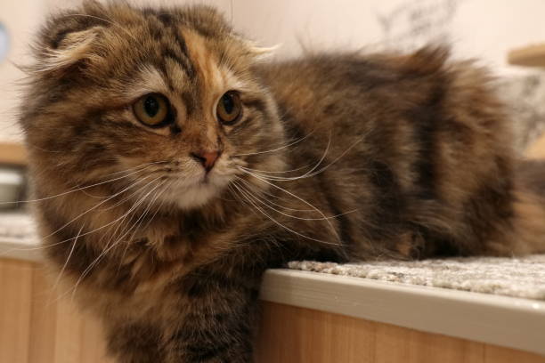 istock A kind of cat called Scottish hold. 1452822361