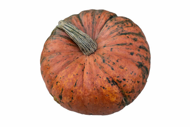 istock realistic pumpkin isolated on white background close up, halloween symbol 1452822373