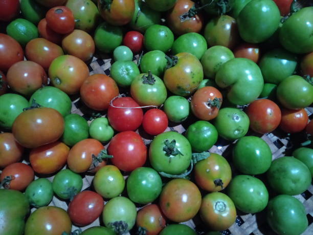 istock Fresh tomatoes picked from the garden 1452823193