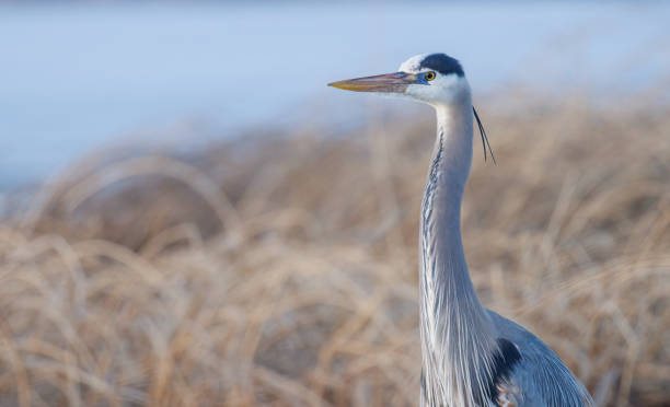 istock Portrait of a great blue heron 1452823969