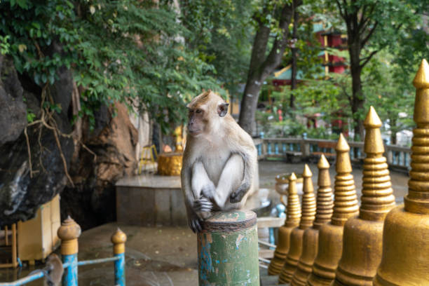 istock cute little monkey in a buddhist temple in Thailand 1452824301