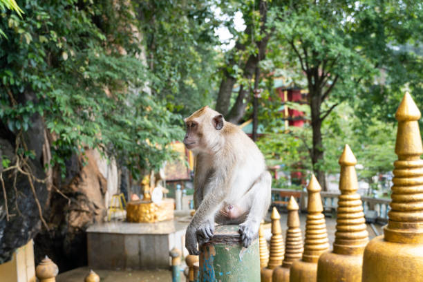 istock cute little monkey in a buddhist temple in Thailand 1452824306