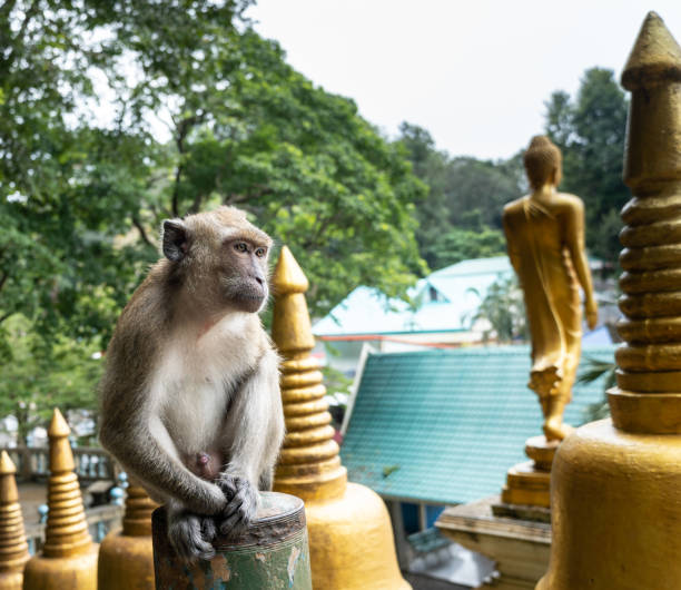 istock cute little monkey in a buddhist temple in Thailand 1452824308