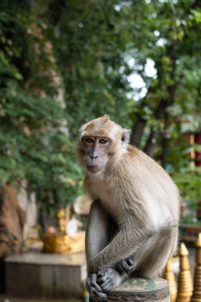 istock cute little monkey in a buddhist temple in Thailand 1452824309