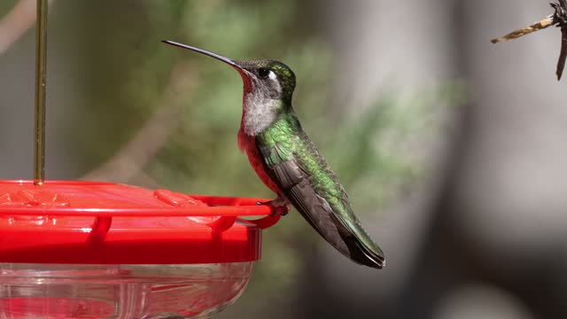 Magnificent or Rivlo's Hummingbird female