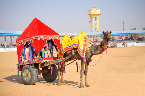 Karachi – Pakistan: Decorated camels for rides at Clifton - Karachi’s most famous beach. Camel rides are famous among tourists visiting Clifton beach.