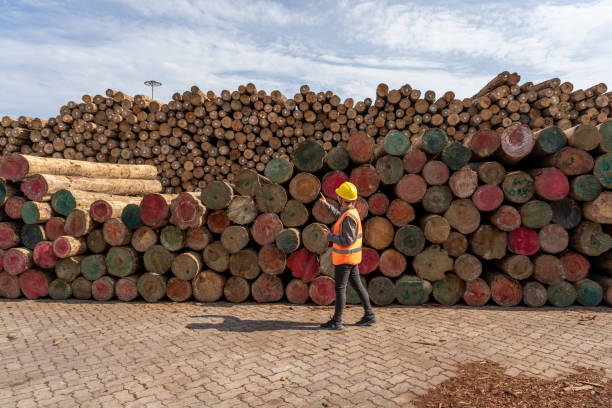 istock A female dockworker was counting the logs at the port 1452827009