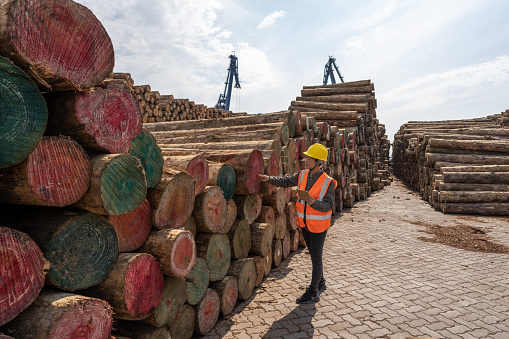A female worker is checking the timber condition at the port