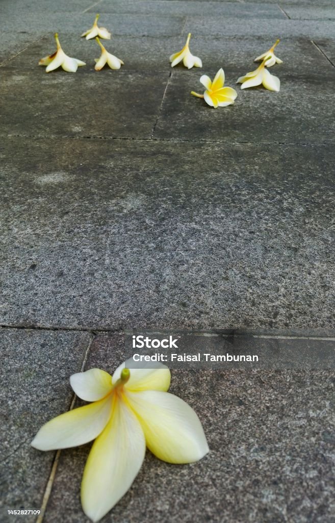 Flores Caídas Foto de stock y más banco de imágenes de Abstracto - Abstracto, Aire libre, Amarillo - Color - iStock Flores Caídas Foto de stock y más banco de imágenes de Abstracto - Abstracto, Aire libre, Amarillo - Color - iStock