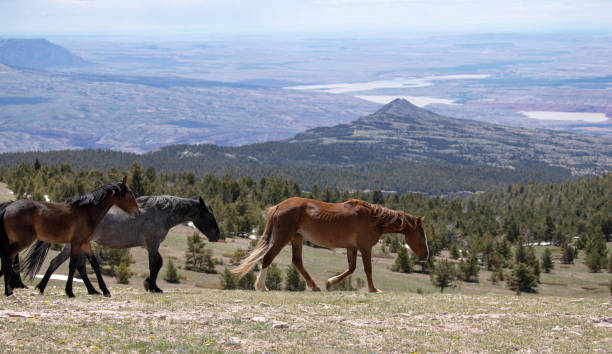 Herd of wild horses walking on ridge above the Big Horn Canyon in the western United States stock photo