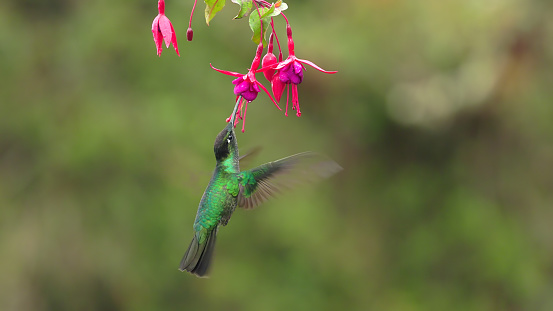 a male talamanca hummingbird feeding from a fuchsia flower at a garden in the cloud forest of costa rica